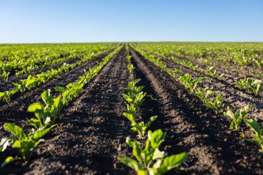 Sıralar dolusu şeker pancarı tohumu verimli topraklarda büyür ve gün boyunca geniş bir alanda güneş ışığına ulaşır..