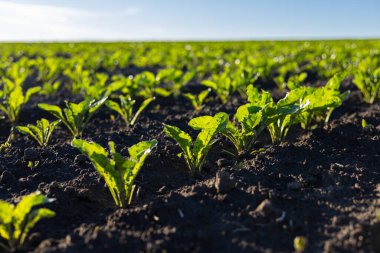 Şeker pancarı filizleri, açık ve aydınlık bir günde güneşlenerek, zengin, karanlık bir toprak tarlasında sırayla büyür..