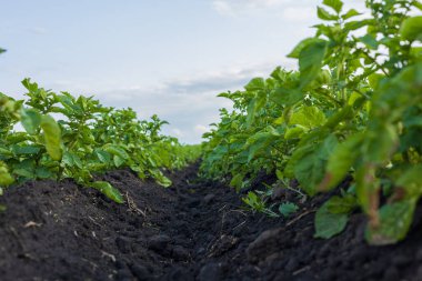 Yeşil patates bitkileri, açık mavi gökyüzünün altında zengin ve karanlık topraklarla çevrili olarak sırayla büyür ve sağlıklı tarım uygulamaları sergilerler..
