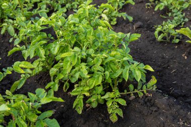 Berrak gökyüzünün altında yemyeşil, verimli topraklarda yetişen patates bitkileri, tarım uygulamalarının canlılığını gösteriyor..