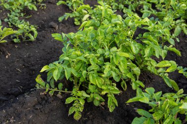Sağlıklı patates bitkileri, berrak gökyüzünün altında verimli bir şekilde büyür. Bu da başarılı bir çiftçilik mevsiminin yaklaştığını gösterir..