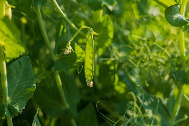 Yeşil bir bezelye kabuğu bahçedeki canlı yaprakların arasında duruyor. Yuvarlak tohumlarını ve sıcak güneş ışığında zengin yeşilliğini sergiliyor..