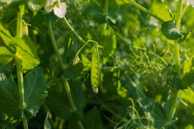 Canlı yeşil bir bezelye kabuğu, güneşin aydınlattığı bir bahçedeki yapraklı sarmaşıkların arasında, doğanın cömertliğinin güzelliğini gözler önüne seriyor..