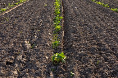 Sıcak yaz güneşinin tadını çıkaran taze ekilmiş bir tarlada sağlıklı balkabağı bitkileri gelişiyor..