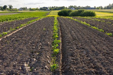 Genç balkabağı bitkileri, açık bir kırsalda sıcak bir öğleden sonra güneşle güneşlenerek taze tarlalar boyunca uzanır..