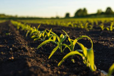Tomurcuklanan mısır bitkileri yemyeşil bir tarlada ortaya çıkar. Güneş ışığı onları altın sıcaklığa boğar. Bu da büyümenin ve bolluğun habercisidir..