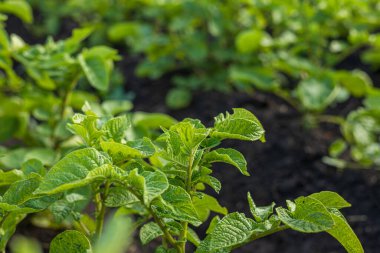 Bereketli topraklarda büyüyen yemyeşil patates bitkilerinin yakın görüntüsü, parlak güneş ışığı altında bir çiftlikte sağlıklı yapraklar sergiliyor..