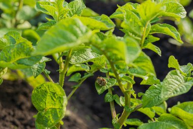 Bir patates bitkisinin üzerinde çizgili bir böcek görülür, tarladaki yeşil yapraklar arasında böceklerin varlığını gösterir..