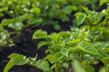 Sıcak havalarda, kırsal bir çiftlikte sağlıklı patates bitkileri verimli topraklarda güçlü bir şekilde büyürler. Büyüme başarılı tarım uygulamalarını gösteriyor.