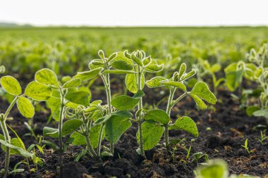 Geniş bir alanda verimli soya filizleri gelişerek tarımsal büyüme ve sürdürülebilirliği vurguluyor..