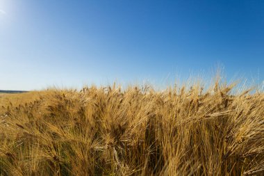Parlak altın buğday, engin mavi gökyüzünün altında rüzgarda hafifçe sallanıyor güneşli bir günde huzurlu bir kırsal alan sergiliyor..