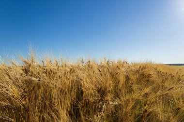Buğday sapları parlak bir gökyüzünün altında dalgalanır, sakin bir kırsal alanda cömert bir hasat sergiler..