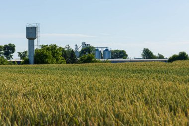 Güneşli bir günde verimli tarım depolama tesisini tasvir eden bereketli tahıl tarlalarının üzerindeki silo kulesi doğanın cömertliğini gözler önüne seriyor..