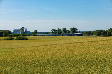 Kırsal alanda altın tahıl tarlaları, silolarla ve arka planda parlak mavi gökyüzünün altında bir depolama tesisi ile birlikte uzanıyor..