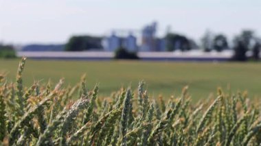 Tahıl depolama tesisi açık mavi gökyüzünün altında gururla dururken altın buğday hafif esintide sallanıyor.