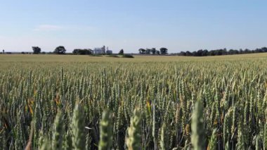 Altın buğday rüzgarda hafifçe sallanıyor, tahıl ambarları uzaklardan yükseliyor parlak mavi gökyüzünün altında huzurlu bir kırsal alanda.