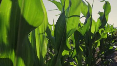 Uzun yeşil mısır bitkileri ılık esintide yavaşça salınır, güneş ışığı yere neşe saçarken gür dokularını açığa çıkarır.