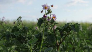 Patates bitkileri yemyeşil çimlerle çevrili ve yumuşak akşam güneşi tarafından öpülen yemyeşil bir tarlada açan canlı çiçekler gibi gelişir.