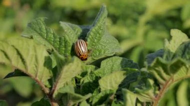 Patates böceği yemyeşil yapraklar boyunca sürünür, yeşeren bahçenin arka planına çarpıcı çizgilerini sergiler.