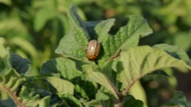 Sıcak güneş ışığı altında yemyeşil patates yapraklarında gezinen çizgili bir böceğin karmaşık hareketlerine dikkat edin.