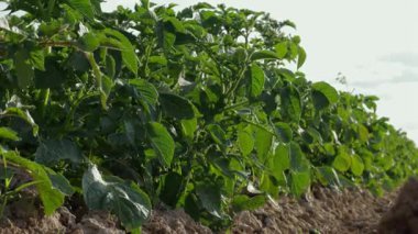 Canlı patates tarlaları akşam güneşinin sıcacık parıltısında güneşlenerek zengin yeşil yapraklarını ve verimli topraklarını sergiliyorlar.