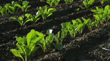 Sabah güneşi, zengin topraklarda serpilen şeker pancarı bitkilerinin üzerinde parlıyor, doğanın cömertliğini ve tarım güzelliğini gözler önüne seriyor.