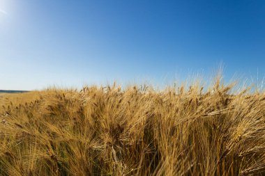 Altın arpa rüzgarda hafifçe sallanıyor, açık mavi gökyüzünün altında güneşlenerek, kırsal alanda hasat için hazır olduğunun sinyallerini veriyor..