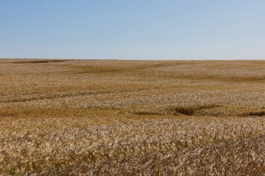 Uçsuz bucaksız bir altın arpa, açık mavi gökyüzünün altında hafif bir esintiyle sallanıyor, tarım arazilerinin sükunetini sergiliyor..