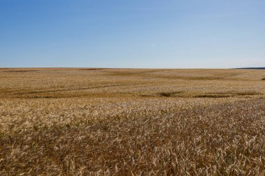 Bereketli arpa engin bir tarlada dimdik durur, ılık yaz güneşinin altında usulca sallanır, yukarıda açık mavi bir gökyüzü vardır..