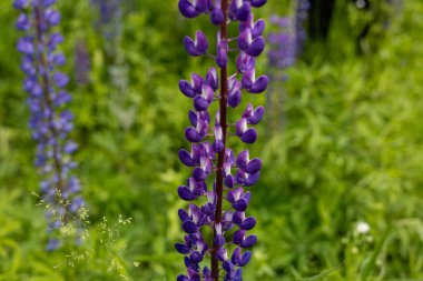 Parlak mor lupin çiçekleri bahar boyunca canlı yeşil yaprakların arasında dimdik durur. Doğanın güzelliğini gözler önüne serer..