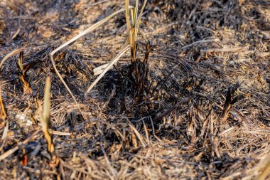 Çayırların kömürleşmiş kalıntıları, yeni yeşil filizlerin kavurucu toprağı delip geçerek iyileşme sinyallerini verdiği yangının sonrasını gösteriyor..