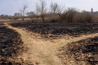 Yanmış bitki örtüsü, ilkbaharın başlarında çıkan bir orman yangınından sonra kırsal bir ortamda iki yolun ayrılmasıyla zemini kaplıyor..