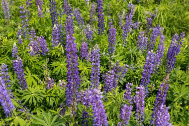 Mor gölgelerdeki kır çiçekleri parlak bir bahar günü parlak bir güneş ışığı altında yemyeşil bir çayırda serpilmiş ve muhteşem bir manzara yaratmışlardır..