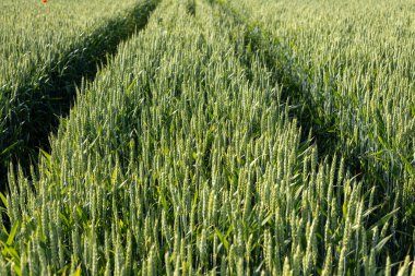 Buğday bitkileri, açık gökyüzünün altında gelişen bir yaz hasadını gösteren, lastik izleriyle işaretlenmiş yemyeşil bir tarlada dimdik duruyorlar..
