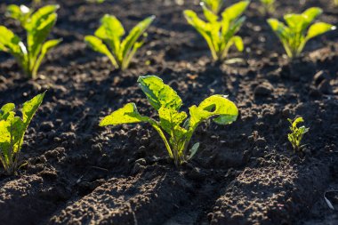 Sağlıklı ıspanak filizleri zengin topraklarda büyür, bir çiftlikte güneşlenir, organize sıralarda yeni gelişmeler sergiler..