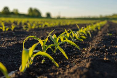Yeşil mısır filizleri verimli topraktan yükseliyor, gün boyunca gelişen tarım arazilerinde güneş ışığına doğru uzanıyor..
