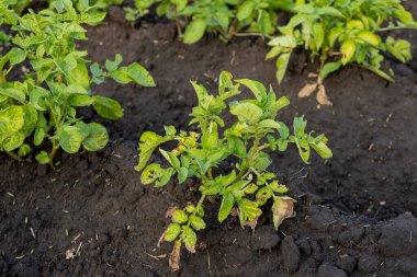 Yeşil patates bitkileri verimli topraklarda büyür. Baharda güneşe doğru uzanırlar..