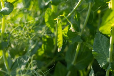 Taze yeşil bir bezelye kabuğu sarmaşığından sarkan, parlak güneş ışığı altında yemyeşil yapraklarla çevrili, baharın büyümesinin güzelliğini gözler önüne seriyor..
