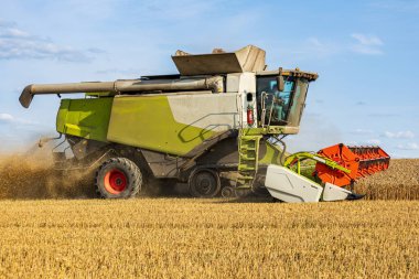 Büyük bir biçerdöver, açık mavi gökyüzünün altındaki geniş bir altın tarlasında olgun mahsulleri toplamak için özenle çalışır..
