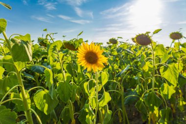 Parlak bir ayçiçeği yemyeşil bir tarlada açar. Etrafını saran sayısız ayçiçekleri ılık güneşin altında parlar..