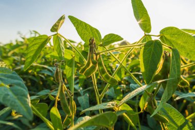 Sağlıklı soya bitkileri, bereketli yeşil yapraklar ve olgunlaşmamış kabukların yer aldığı güneşli bir tarlada gelişiyor ve bu da yaz ortasında tarımda büyümeye işaret ediyor..