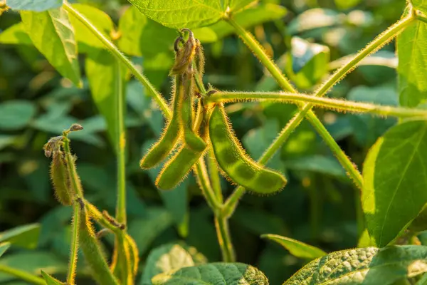 Bereketli soya fasulyesi bitkileri, yaz mevsiminde güneş ışığı altında büyüyen ve tarımsal gelişim gösteren sağlıklı yeşil kapsüller sergiliyor..