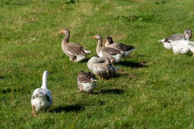 Bir grup kaz canlı yeşil bir tarlada dolaşır, güneşli öğleden sonranın tadını çıkarırken birbirleri ile otlarlar ve iletişim kurarlar..