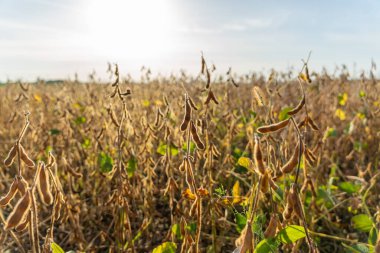 Geniş bir olgun soya fasulyesi tarlası, arka planda batan güneşin yumuşak parıltısıyla aydınlanan ılık meltemde hafifçe sallanıyor..