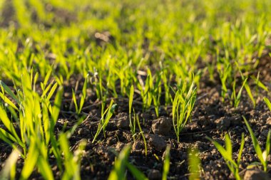 Taze yeşil çimenler zengin topraktan yükselir, öğleden sonra güneşinin ılık parıltısıyla aydınlanır sakin bir ortamda..