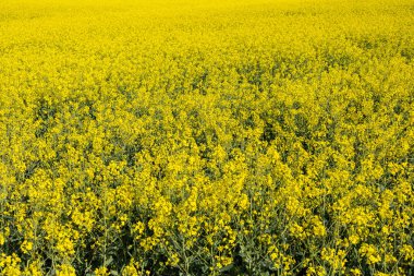 Uçsuz bucaksız bir tarla canlı sarı çiçeklerle kaplıydı, ılık bir bahar güneşinin altında usulca sallanıyordu, yukarıda açık mavi bir gökyüzü vardı..
