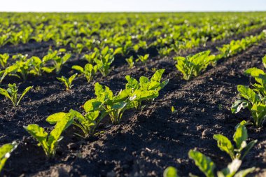 Genç sebze bitkileri, üzerinde canlı bir mavi gökyüzü bulunan karanlık ve verimli bir büyüme mevsimini gösteren verimli topraklar boyunca sırayla gelişir..