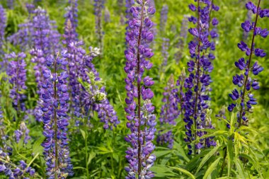 Mor lupinler, parlak güneş ışığı altında çarpıcı bir görüntü yaratır. Baharda doğanın güzelliğini gözler önüne serer..
