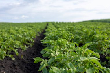 Bereketli yeşil patates bitkilerinin oluşturduğu sıra sıra bereketli bir tarlaya yayılır ve ilkbaharda geniş bir gökyüzü altında sağlıklı bir büyüme gösterir..