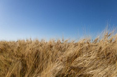 Buğday tarlası araziye yayılır, meltemde hafif bir şekilde dans eder parlak mavi gökyüzünün altında, yazın özünü yakalar..